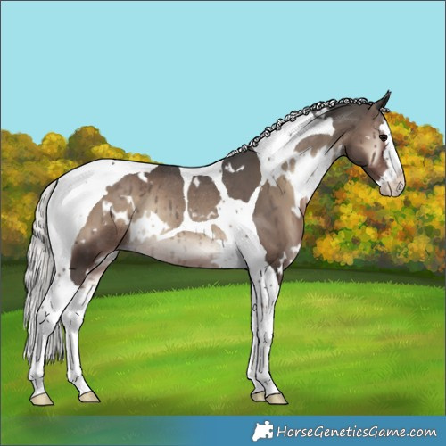 Horse Color:White Spotted Silver Blue Onyx Splash Tobiano Rabicano