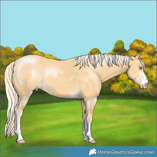 Horse Color:Gold Cream Champagne 