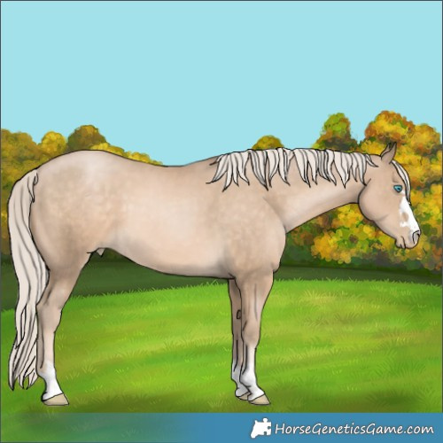 Horse Color:Chocolate Palomino Pearl 