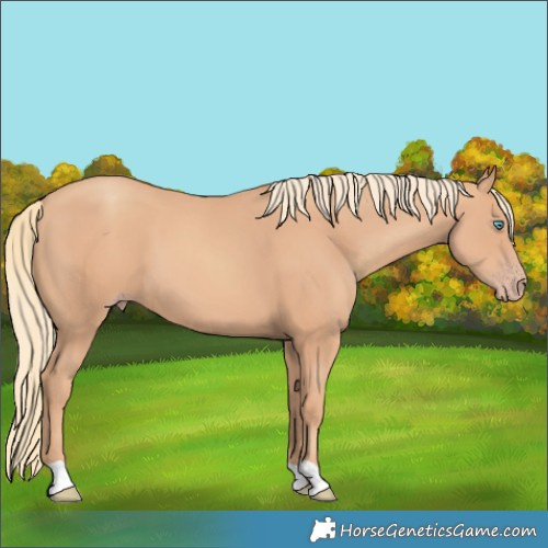 Horse Color:Gold Champagne 