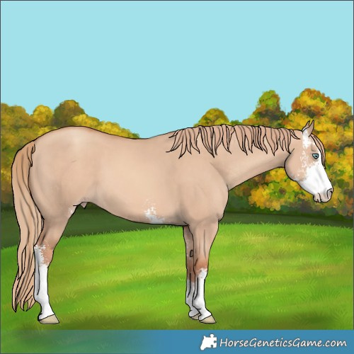 Horse Color:Gold Champagne Dun Sabino