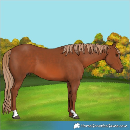 Horse Color:Chestnut 
