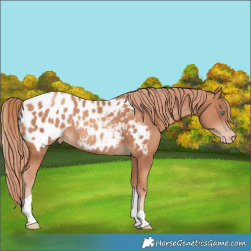 Horse Color:Gold Champagne Tobiano Blanket 