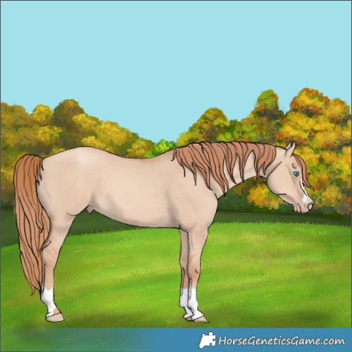 Horse Color:Gold Champagne Dun 