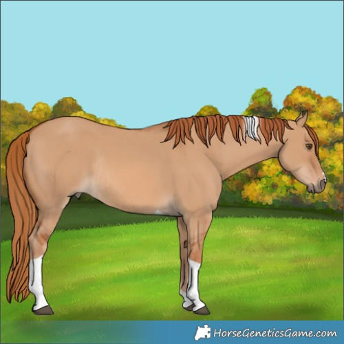Horse Color:Red Dun Tobiano Rabicano 