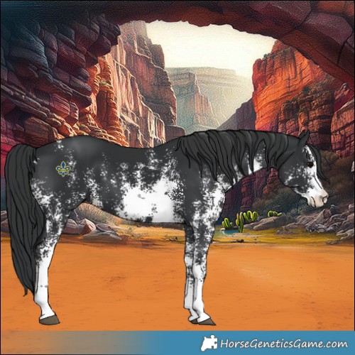 Horse Color:Black Sabino Rabicano 