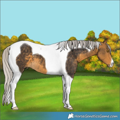 Horse Color:Silver Buckskin Tobiano 