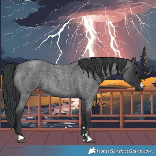 Horse Color:Blue Roan Rabicano 