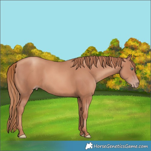 Horse Color:Gold Champagne 