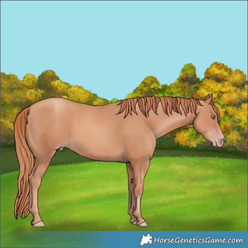 Horse Color:Gold Champagne 