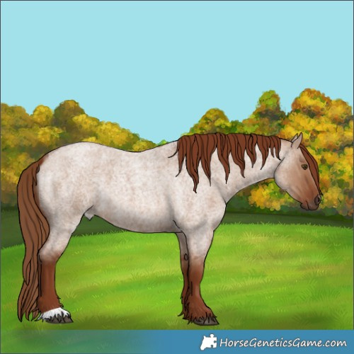Horse Color:Red Dun Roan 
