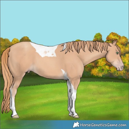 Horse Color:Gold Champagne Tobiano