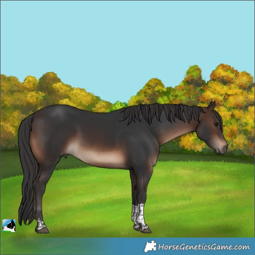 Horse Color:Brown Tobiano Rabicano