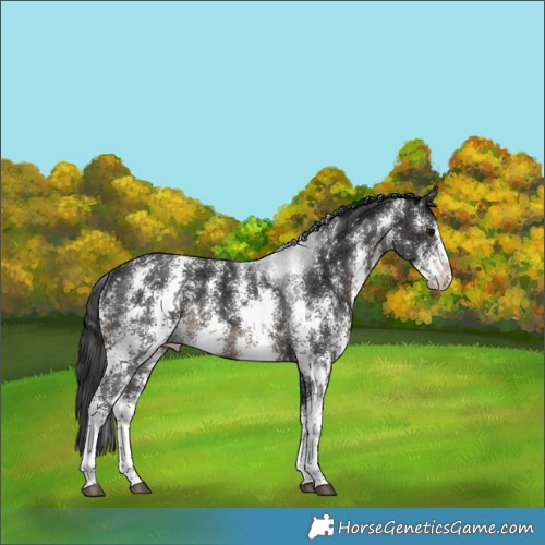 Horse Color:Brown Ice Sabino Rabicano 