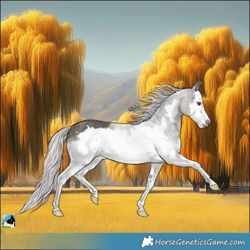 Horse Color:White Spotted Silver Black Splash Frame Rabicano