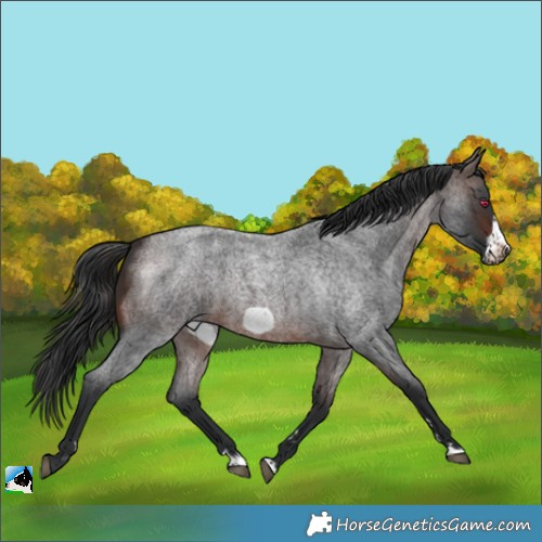 Horse Color:Brown Roan Frame