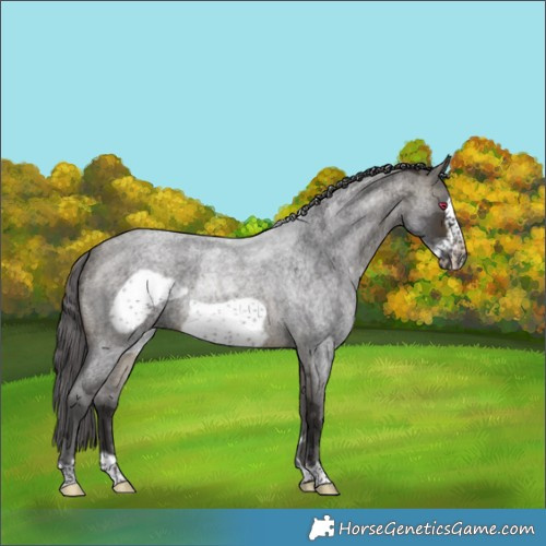 Horse Color:Buckskin Roan Merle Frame Rabicano 