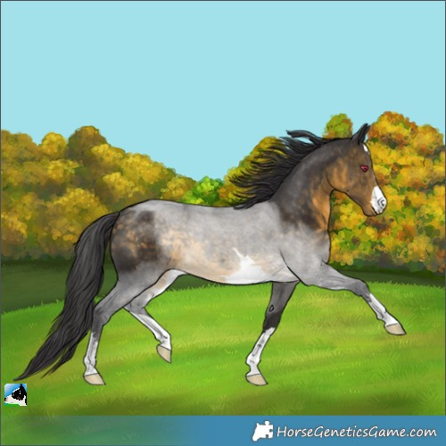 Horse Color:Buckskin 