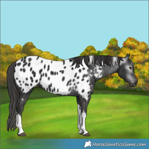 Horse Color:Gray White Spotted Liver Chestnut Tobiano Near Leopard 