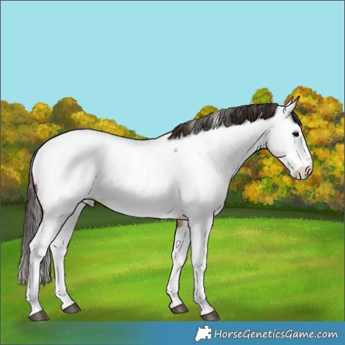 Horse Color:Bay Roan Splash Appaloosa