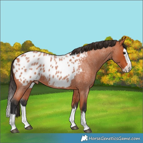 Horse Color:Bay Roan Splash Near Leopard 