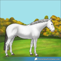 Horse Color:Brown Roan Appaloosa