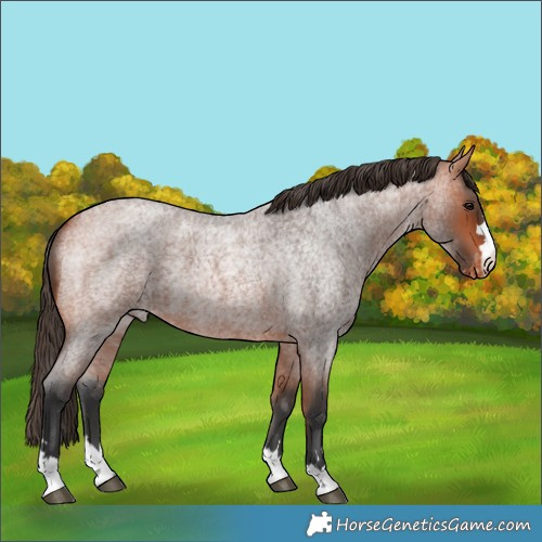 Horse Color:Bay Roan Varnish
