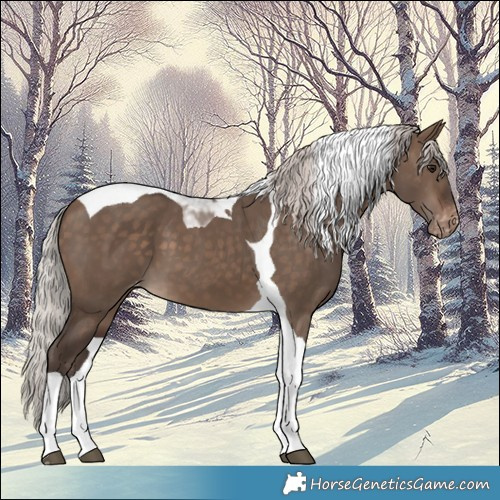 Horse Color:Silver Brown Dun Tobiano Varnish