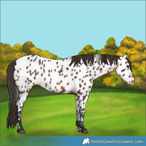 Horse Color:Bay Appaloosa 