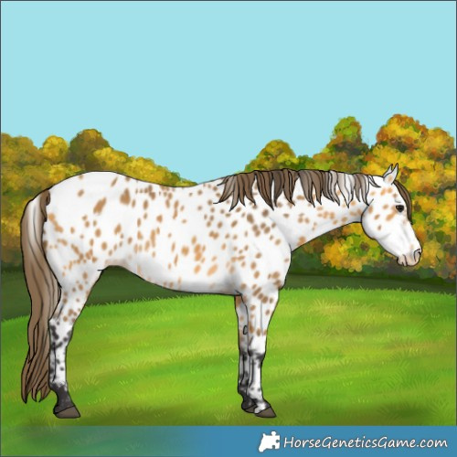 Horse Color:Buckskin Near Leopard