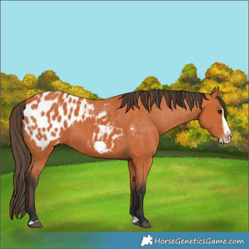 Horse Color:Bay Splash Frame Blanket 