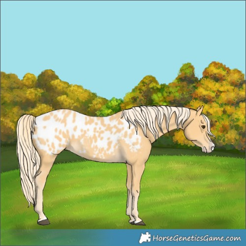 Horse Color:Palomino Splash Blanket 