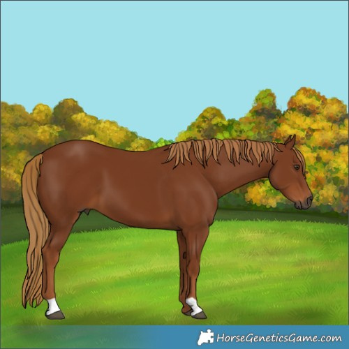 Horse Color:Gray Chestnut
