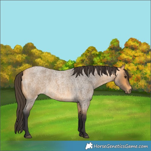 Horse Color:Buckskin Roan 