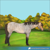 Horse Color:Buckskin Roan