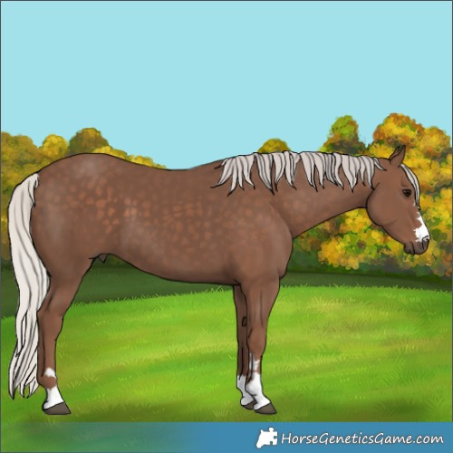 Horse Color:Silver Black