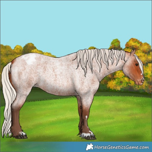 Horse Color:Silver Bay Roan Varnish 