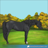 Horse Color:Black 