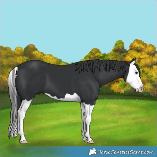 Horse Color:Black Splash 
