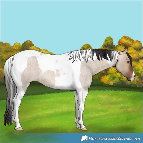 Horse Color:Brown Roan Dun Tobiano