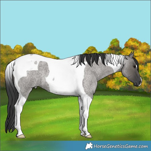 Horse Color:Grullo Roan Tobiano