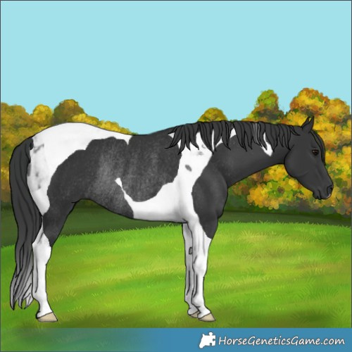 Horse Color:Black Tobiano Rabicano
