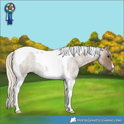 Horse Color:Silver Smoky Blue Roan Tobiano Rabicano