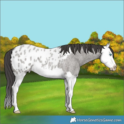 Horse Color:Grullo Roan Splash Blanket