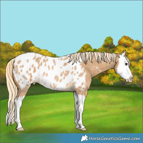 Horse Color:Palomino Roan Splash Near Leopard