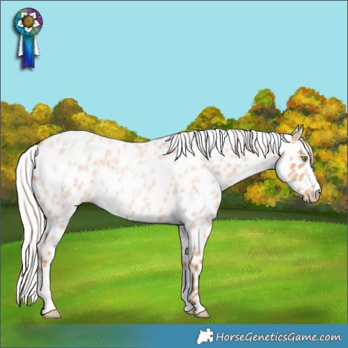 Horse Color:Silver Amber Champagne Roan Appaloosa