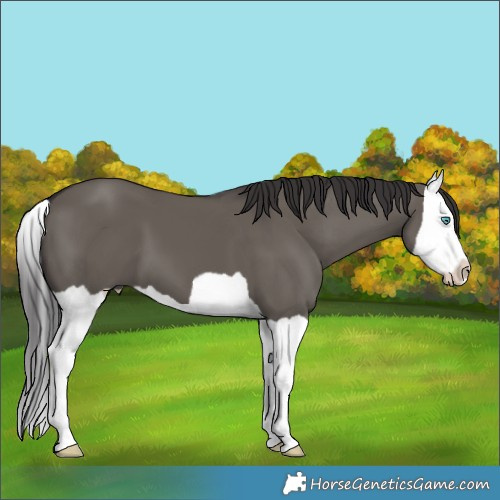 Horse Color:Smoky Grullo Splash
