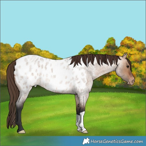 Horse Color:Bay Roan Dun Blanket 