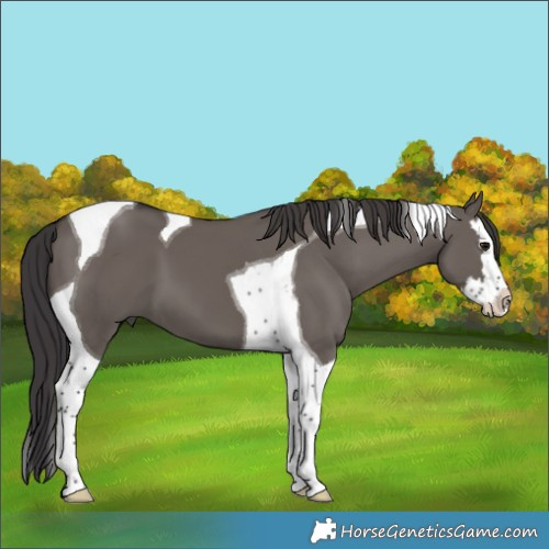 Horse Color:Smoky Grullo Splash Tobiano 