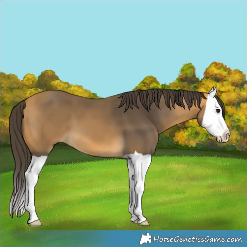 Horse Color:Buckskin Splash